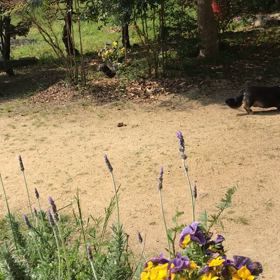 鳥のさえずりとワンコたちの画像