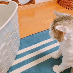 ストレス発散？の画像