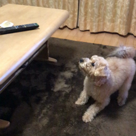 ショコラの特技の画像