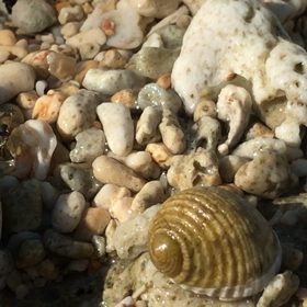 おさんぽ。の画像