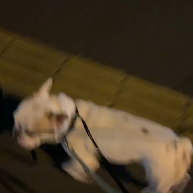 12月28日7わんこと1時間散歩　　新宿の画像