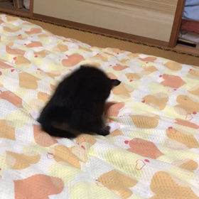 ニャンコの画像