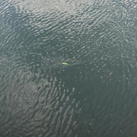 蒼龍90Fスイミングアクションの画像