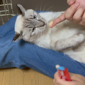 成猫の魅力　みかんさん④の画像