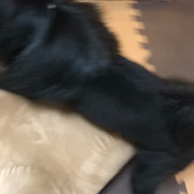 2019年7月12日   トリミングの画像