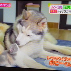 TVを観ていて思わず❣️*\(^o^)/*の画像