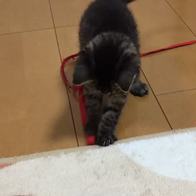 里親様募集中の子猫ちゃんの画像