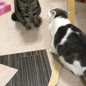 可愛いケンカの画像