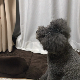 テレビっ子メルちゃんの画像