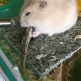 初煮干しの画像