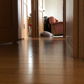 ジム活でイライラ、生活でも、モヤモヤしていますが…癒されてます。の画像