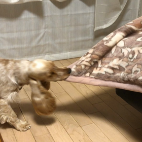 お父ちゃんイジメの画像