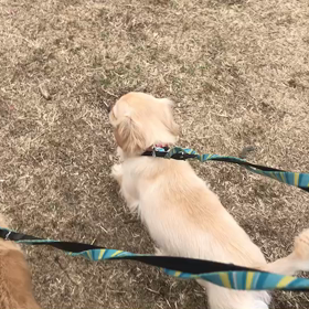 ♪お散歩動画♪代々木公園♪の画像