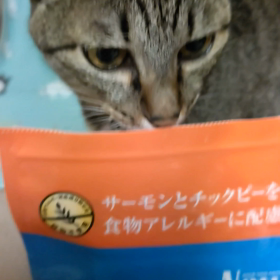 チャッピーさん、飽きっぽいの画像