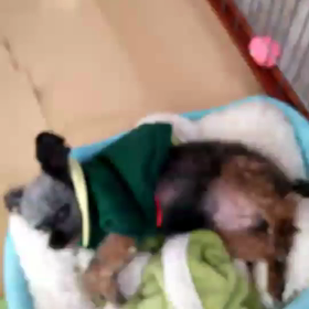 パパがきた！の画像