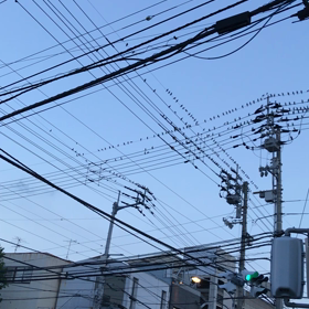 鳥たちの交流の場⁈の画像