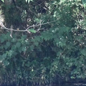 すぎぴたんの事件簿シーズン２　２８１話（カワセミ・ダイブ！）の画像