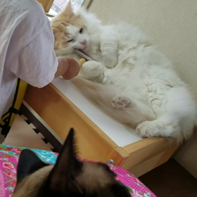 ハクチャン　奇跡　②の画像