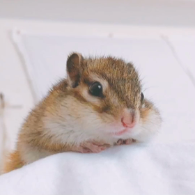 ぼく、おりこうさんに待てるよ。の画像