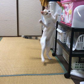 2017.09.08：セルフ猫じゃらし。の画像