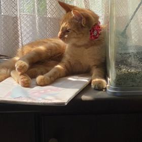 みーちゃん大好き　待ってるよの画像