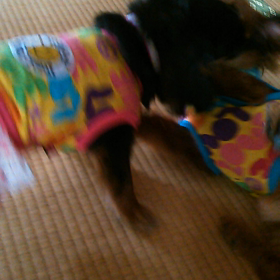 お試しナウ‼の画像