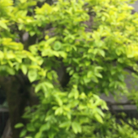 4月21日 お庭にウグイスがやって来たの画像