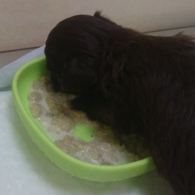 MIX犬   チワワ×プードルの画像