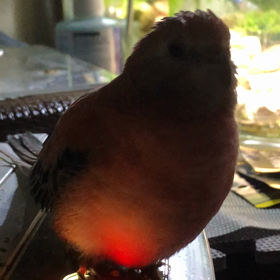 アキクサインコLED   笑ꉂ(ˊᗜˋ*)の画像