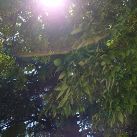 お日様の舞。の画像