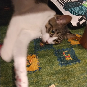 姫ちゃんのお遊びの画像