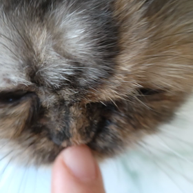 おかおキレイキレイの画像