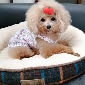 りんだ!記録の画像