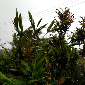 なんとかの画像