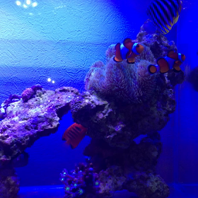 シマちゃん逝くの画像