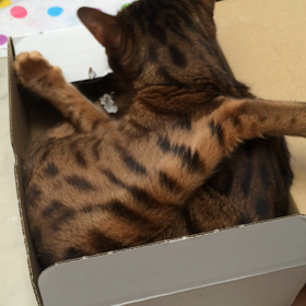 破壊の女帝の画像