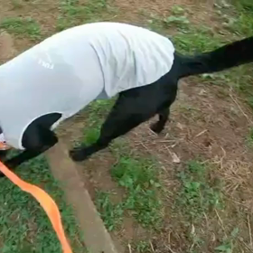 シャッ！シャッ！トテトテの画像