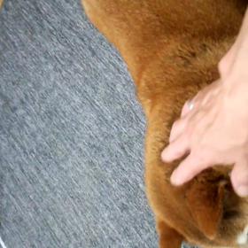 まみ～   (^_^)vの画像