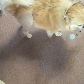 術後の状態の違いの画像