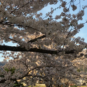 観音寺川の桜動画☆猪苗代。の画像