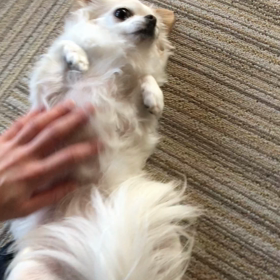 ナデナデ  それぞれの画像