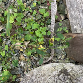 びっくり　Part 2      ヘビ嫌いな方要注意　わたしは嫌いの画像