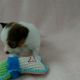 1月16日生まれの子犬(動画)の画像