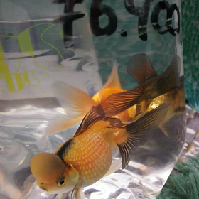 大人買い(飼い)。の画像