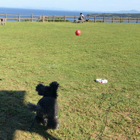 またまたニコの画像