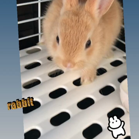 新しい家族が増えましたの画像