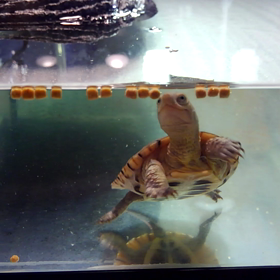 笑うカメの画像