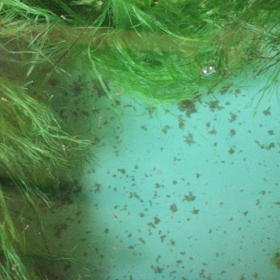 沢山孵化してます♪の画像