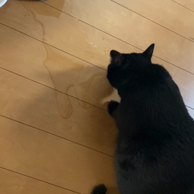 途方もない隠蔽工作wの画像