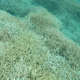 稚魚の群れの画像